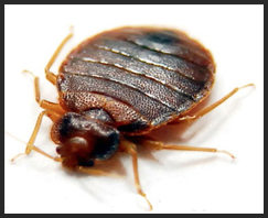 Bed Bug Control Services London